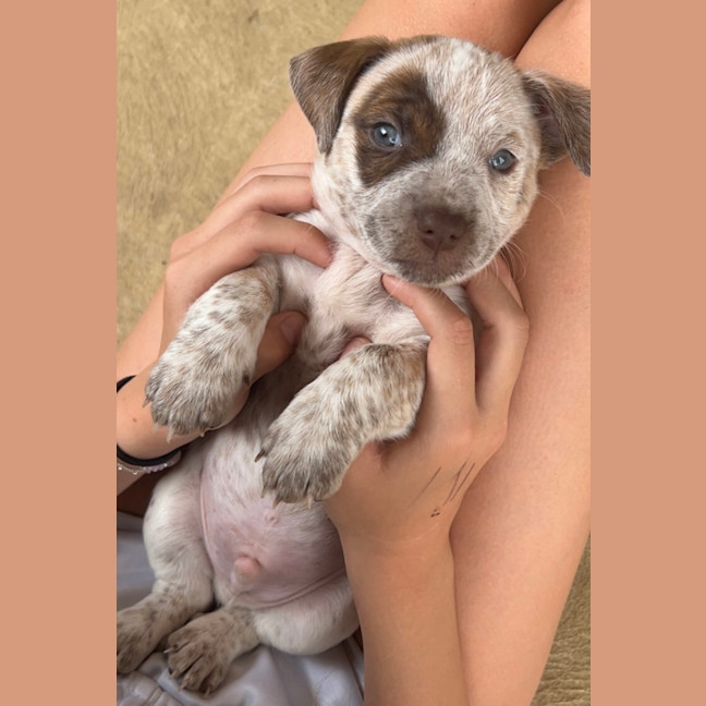 Photo of Hank (Was Buddy)