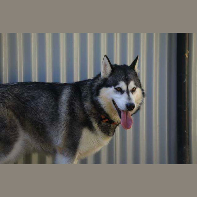 Photo of Delilah