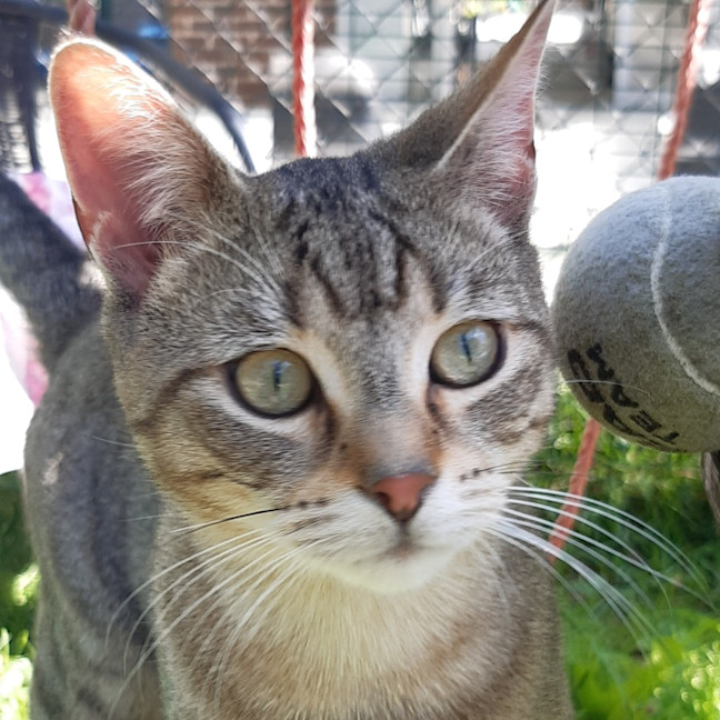 Photo of Bobo