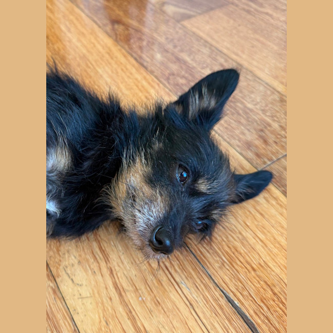 Photo of Buddy