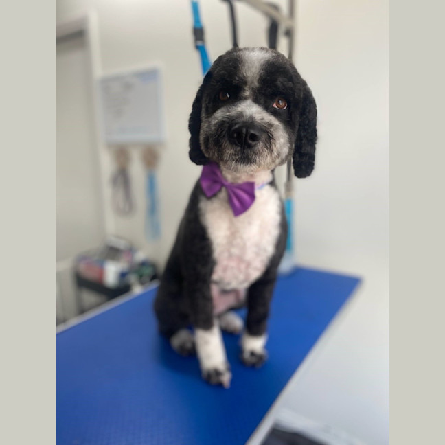 Photo of Sootie Newhaven