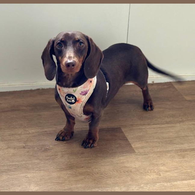 Photo of Dash And Sash