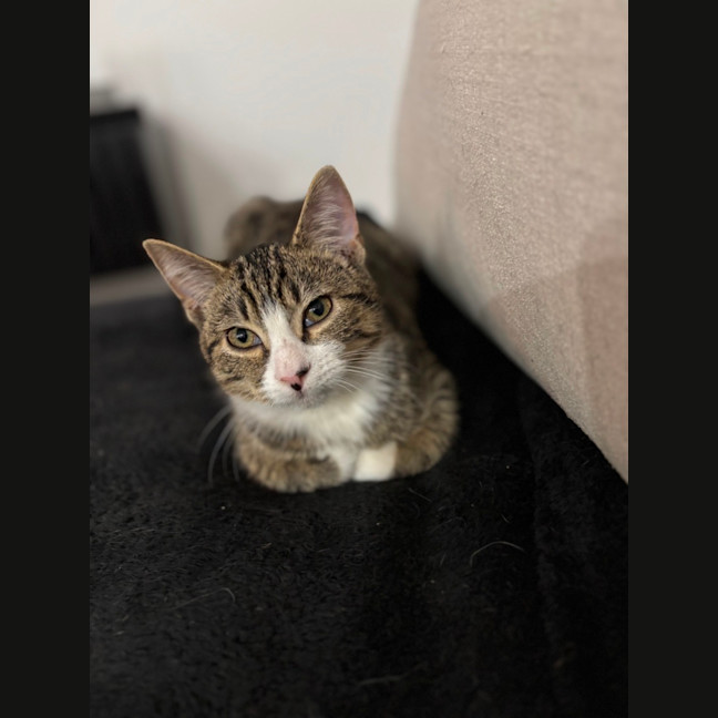 Photo of Normie 💙