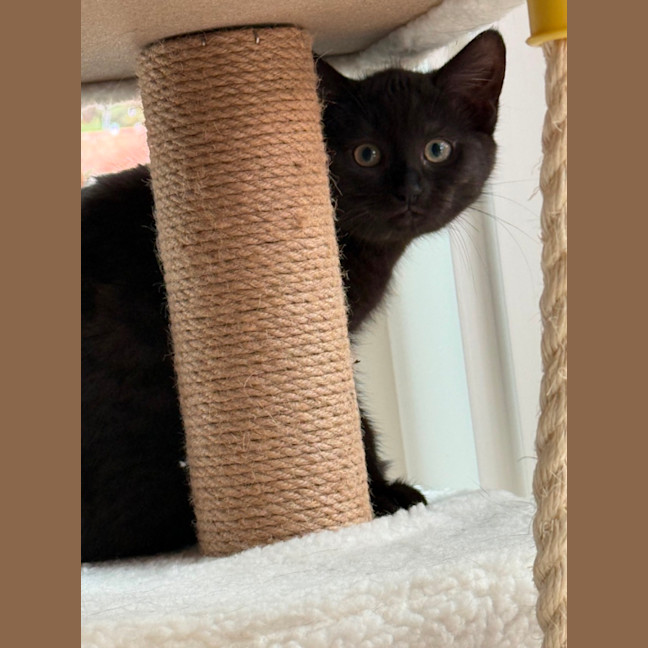 Photo of Azalea Meet Me At Petstock Chelsea