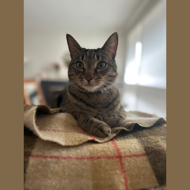 Photo of Chich