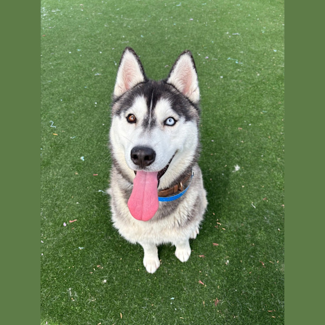 Photo of Zorro Imp 1965