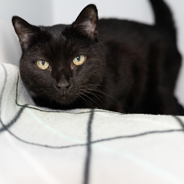Photo of Watson