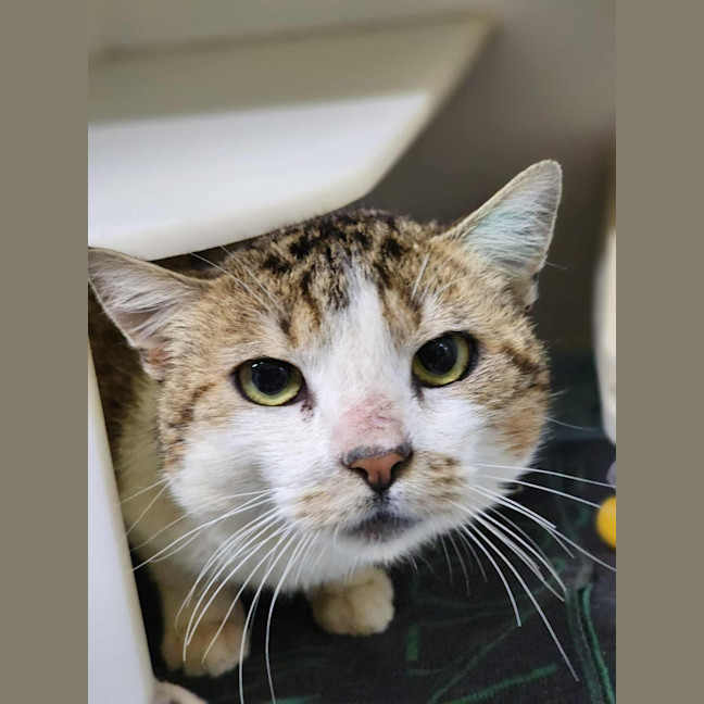 Photo of 🍏 Boomer 6440 🍏