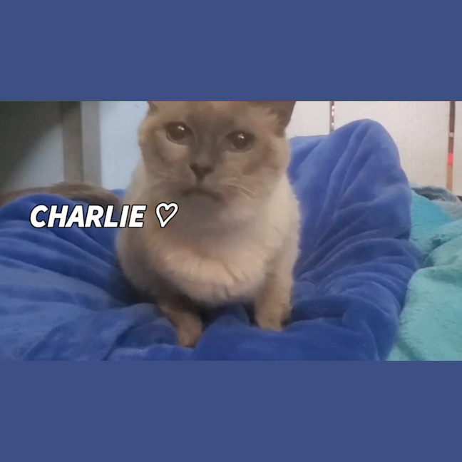 Photo of Charlie 