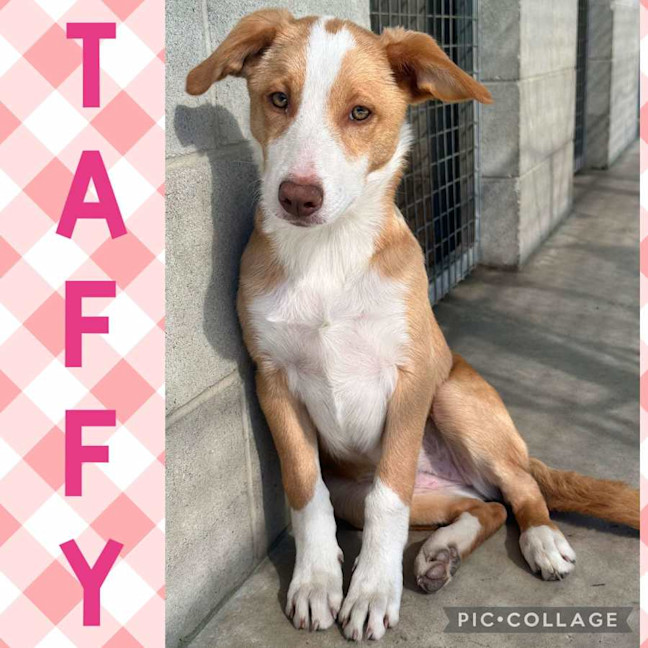 Photo of Taffy 