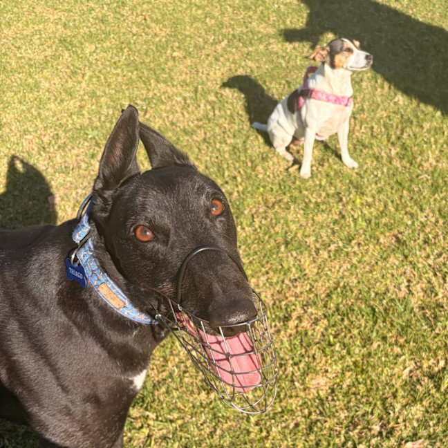 Photo of Thiago The Greyhound