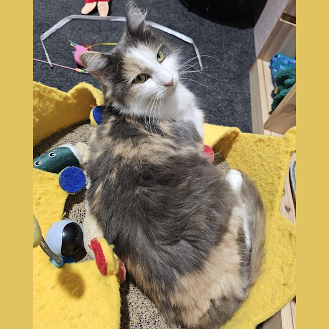 Photo of Bluebell