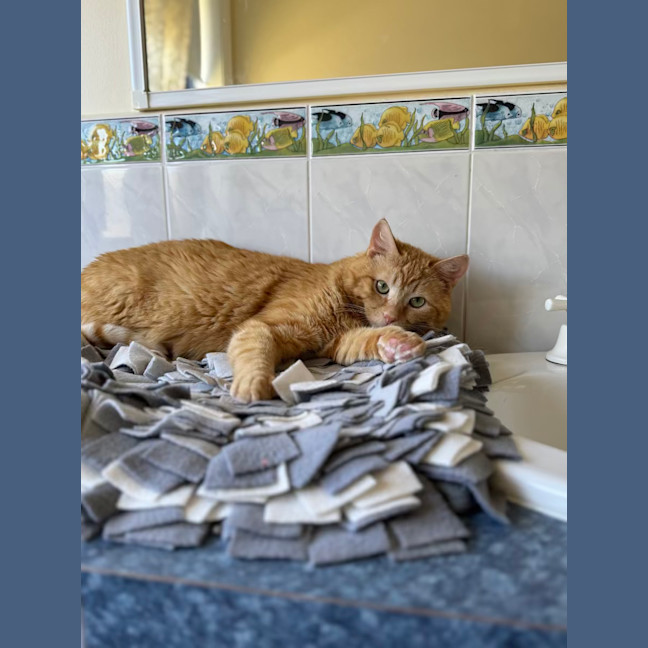 Photo of Simba