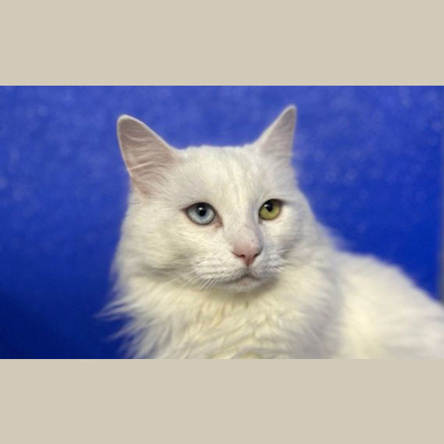 Photo of Jasper