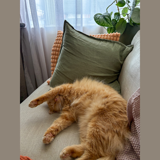 Photo of Juno