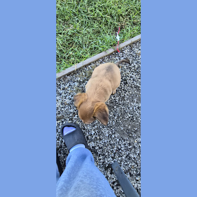 Photo of Daisy