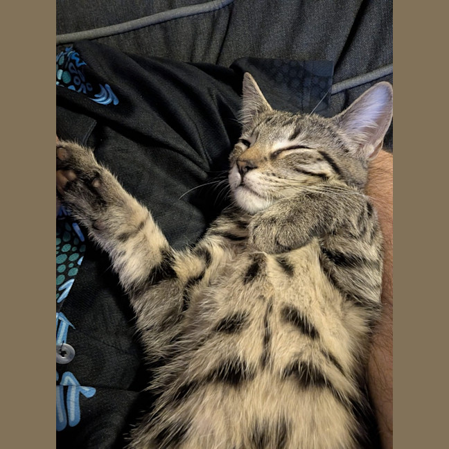 Photo of Ziggy