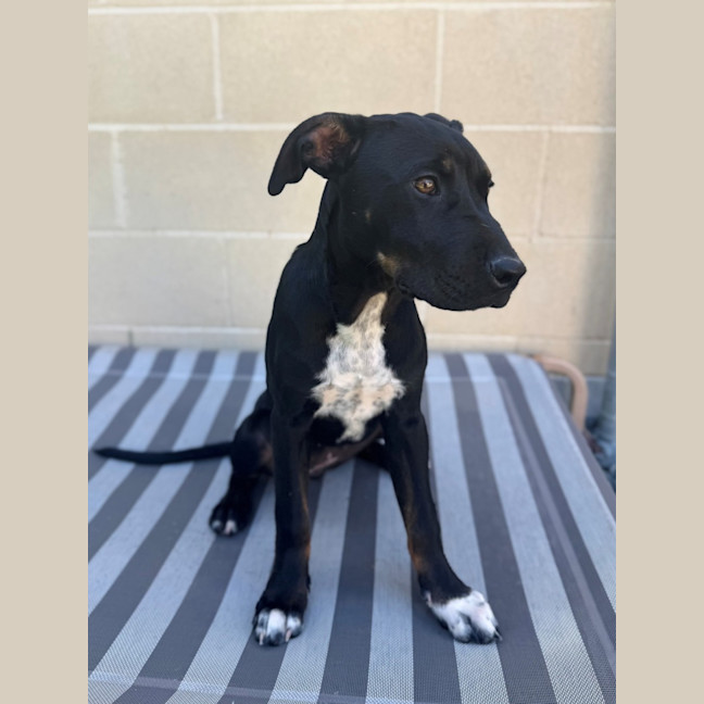 Photo of Roo