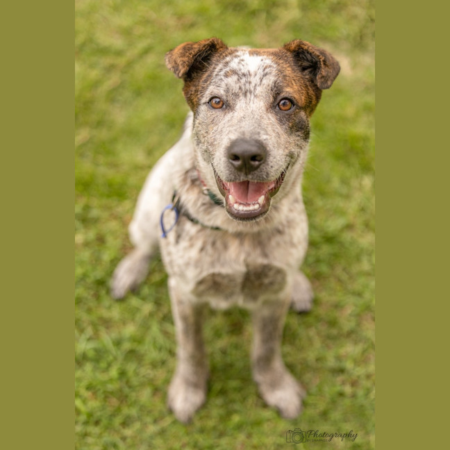 Photo of Hamish   6 Month Old Cattle Dog X