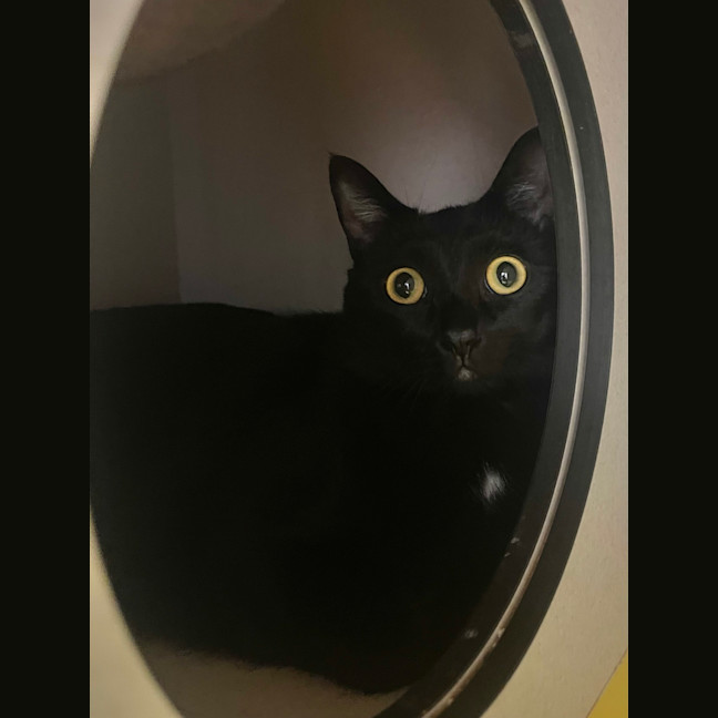 Photo of Soot