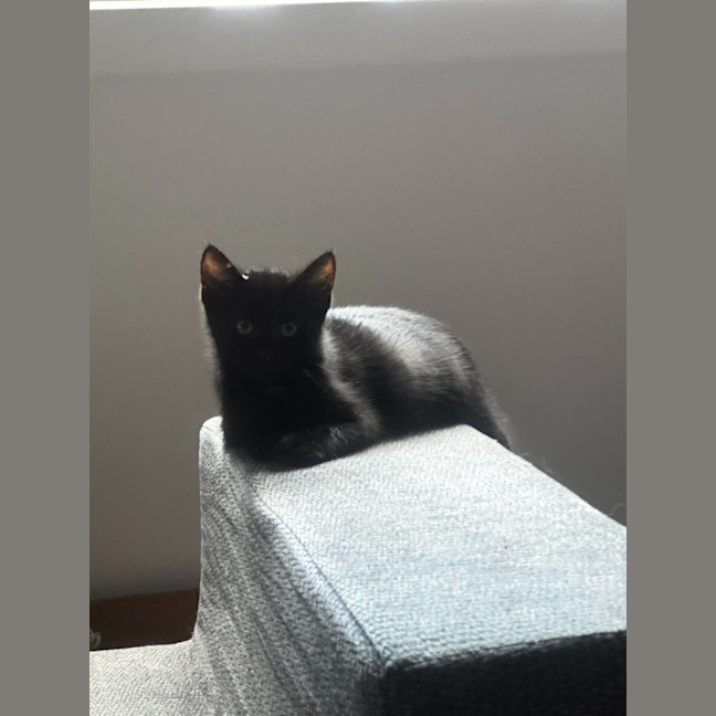 Photo of Pudding