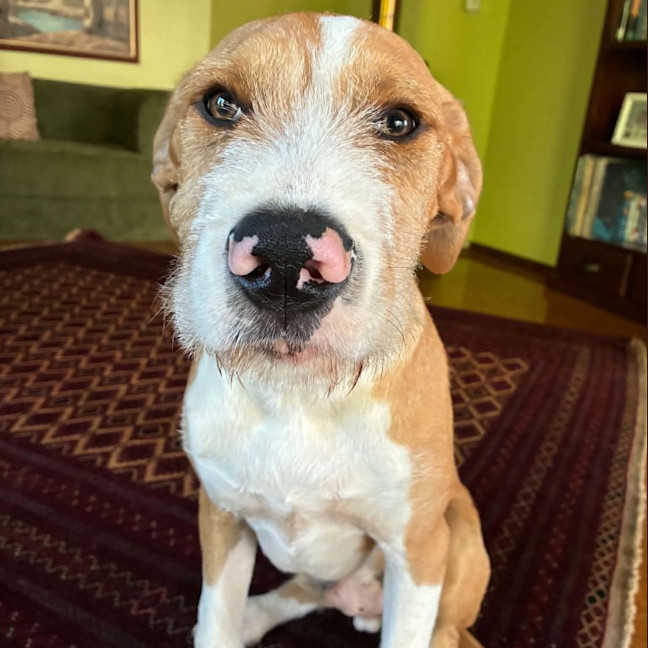 Photo of Sparky