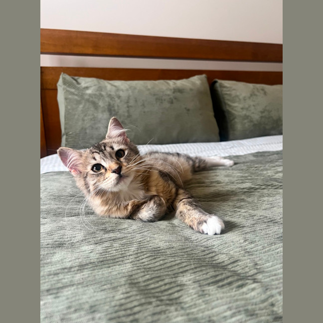 Photo of Root Beer Float