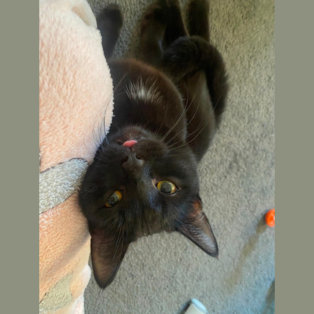 Photo of Jinx (With Bruni)