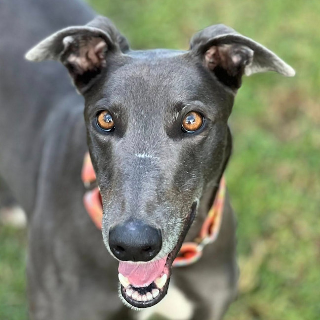 Photo of Amor The Greyhound