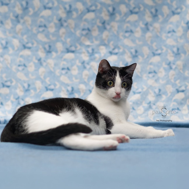 Photo of Felix **2nd Chance Cat Rescue**