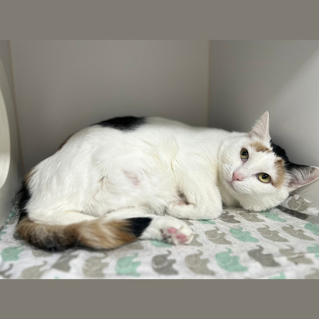 Photo of Rosie