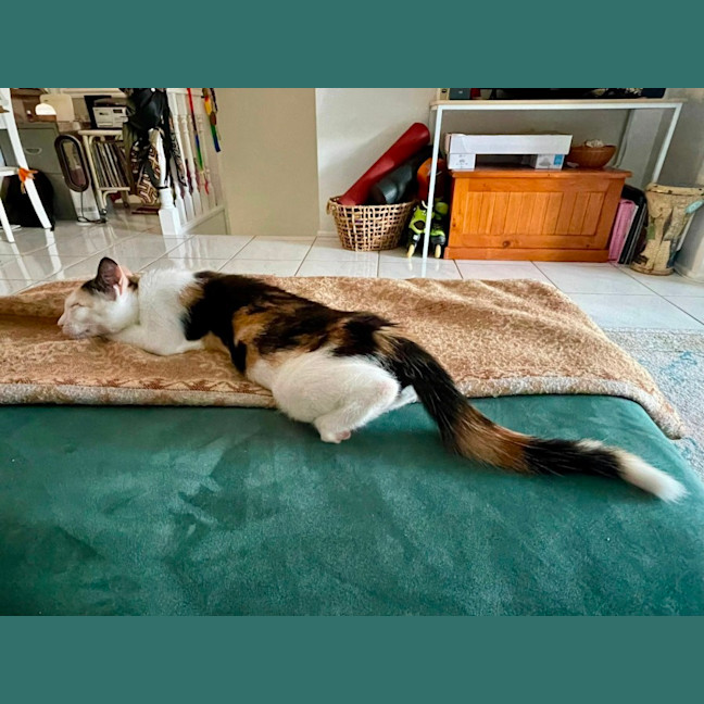 Photo of Penelope