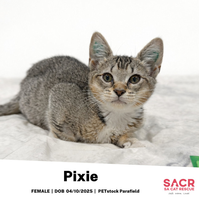 Photo of Pixie
