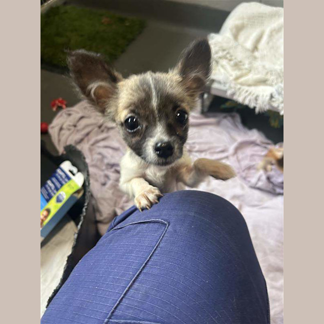Photo of Buzz