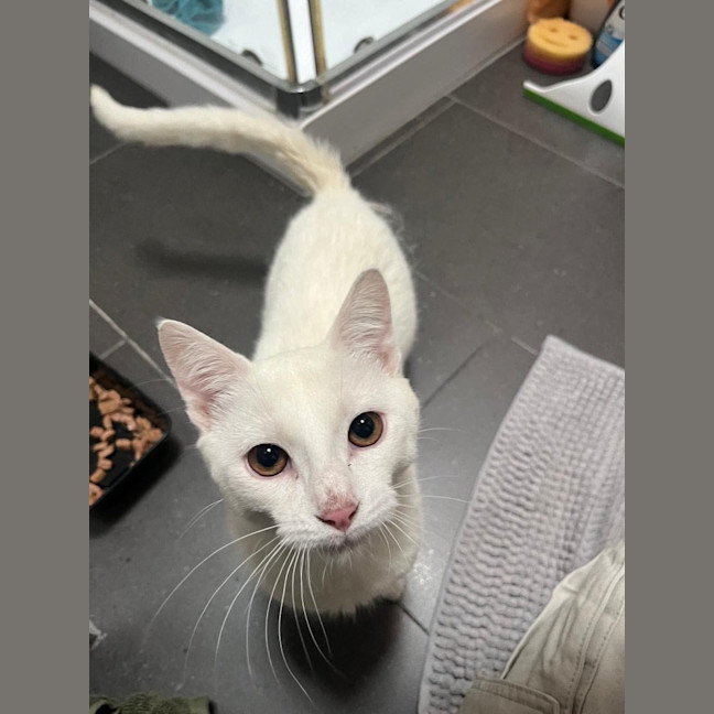 Photo of Tofu 