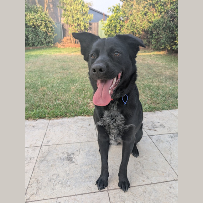 Photo of Zara   2 Year Old Border Collie X Kelpie