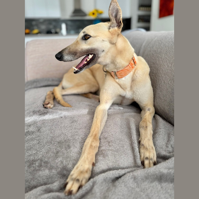 Photo of Orana The Greyhound