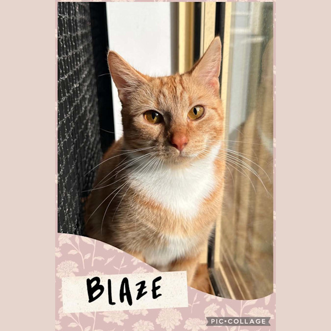 Photo of Blaze