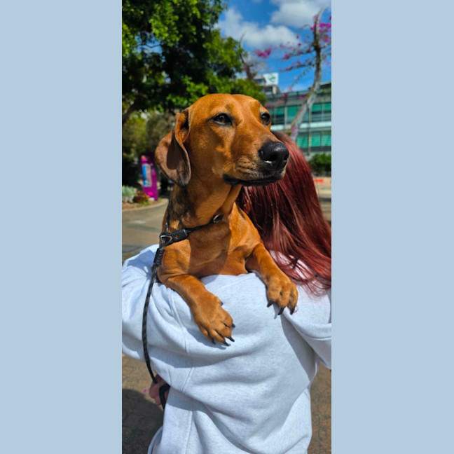 Photo of Daphne