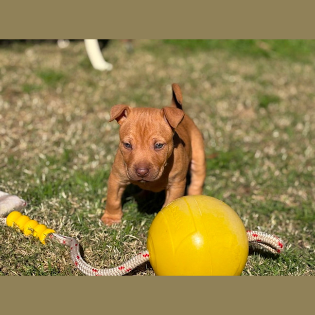 Photo of Markee   8 Week Old Staffy X