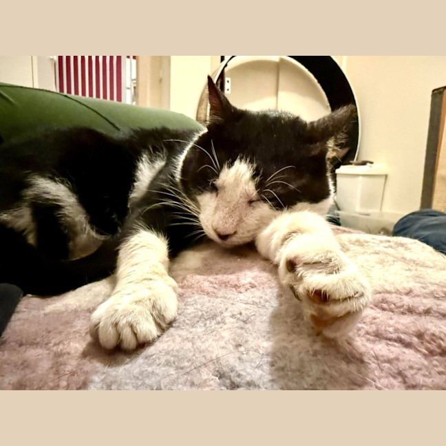 Photo of Carl   In Foster Care In Tranvancore