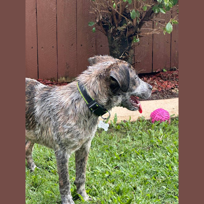 Photo of Archie Dog