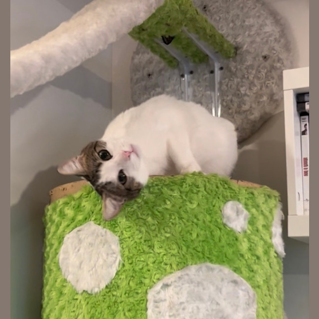 Photo of Horchata ( Cha Cha )