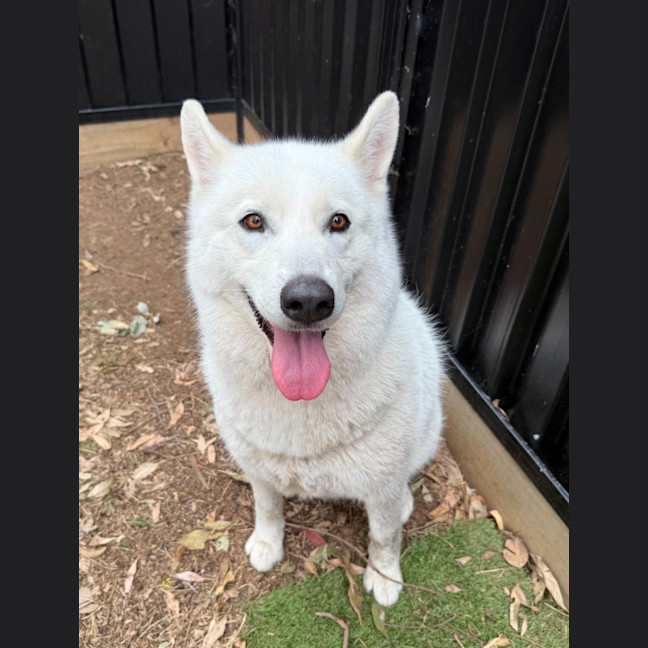 Photo of Stella
