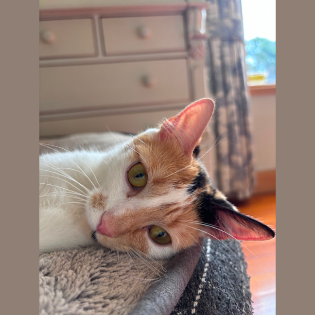 Photo of Clementine 