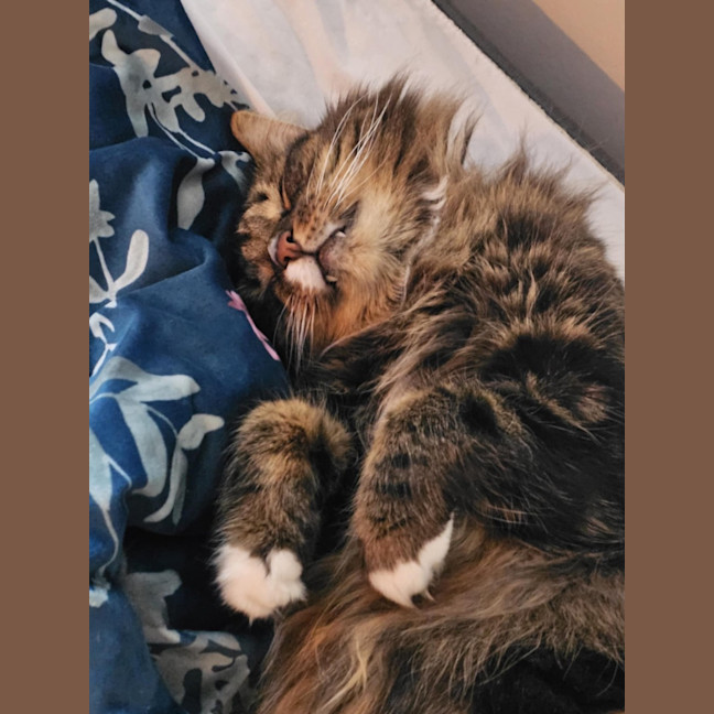 Photo of Nugget & Bellatrix 