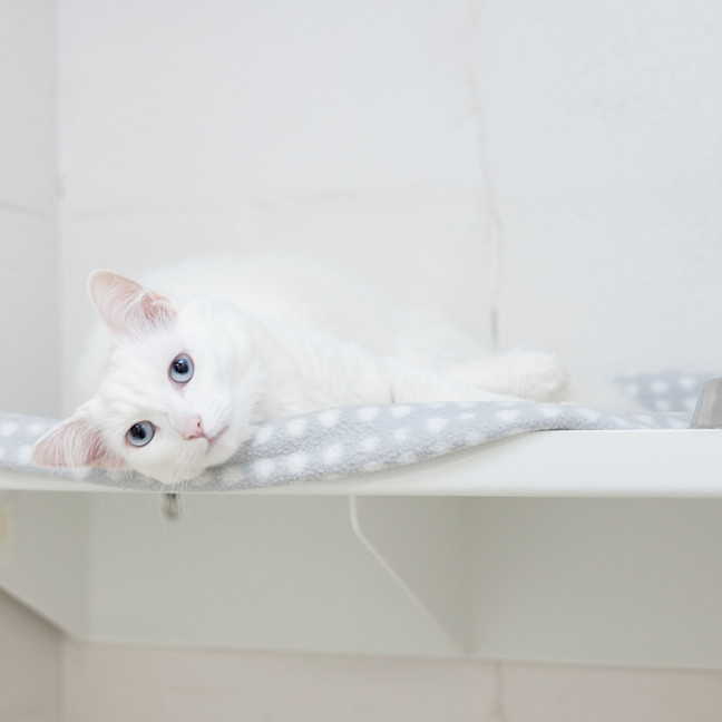 Photo of Pixie