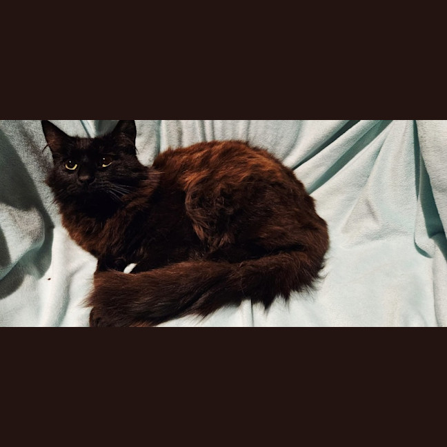 Photo of Baron