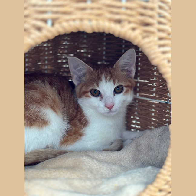 Photo of 🩶Apprentice And Arisaka🧡