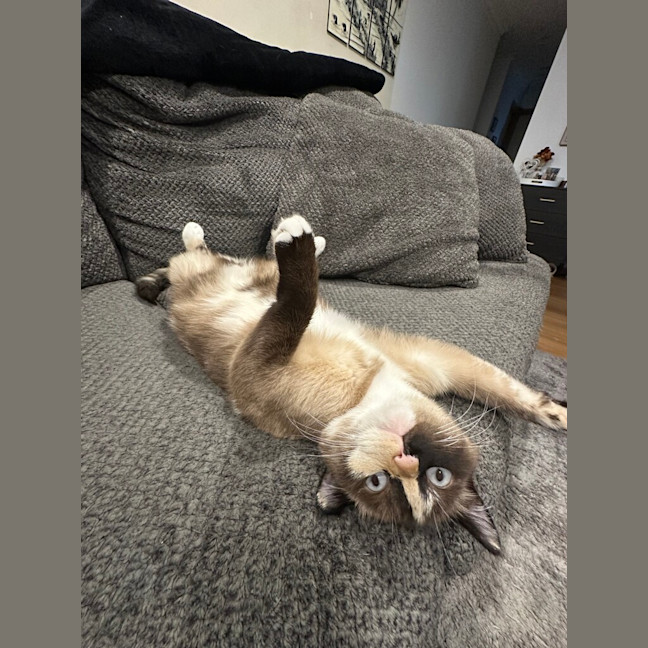 Photo of Suki